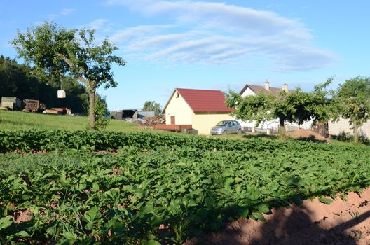 potato field