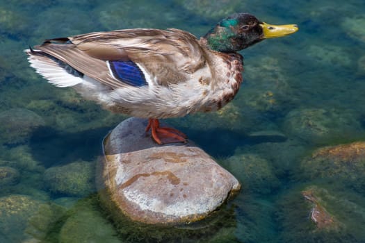 Single male mallard duck on rock in water.