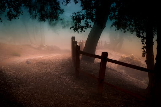 Foggy mountain path in the forest