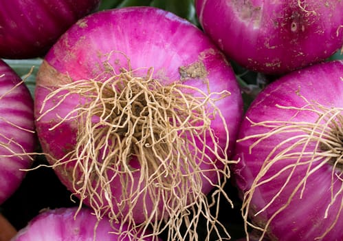 Macro grouping of red onions  in selective focus