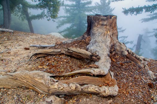 Tree stump on forest floor with fog in background.