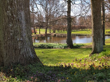 Beautiful small pond lake with trees around nature background   
