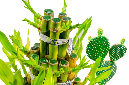 Close-up of bamboo plant and cactus in the background.