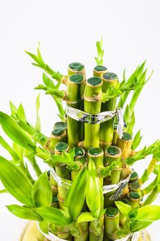 Close up of a small bamboo plant.