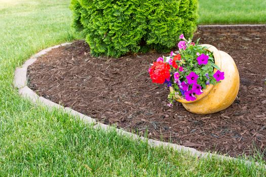 Colorful flowers with purple petunias and red geraniums growing in a tilted flowerpot in a landscaped garden with formal beds and an evergreen arborvitae alongside in a neat green lawn