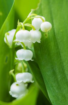 Blooming Lily of the valley in spring garden with shallow focus
