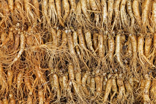 crowd of real ginseng from the North of Korean Republic