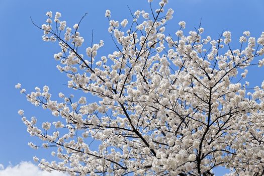 Branches of blooming apple tree with many flowers over blue sky