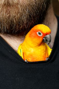 Friendly Sun Conure Parrot inside his bearded owners shirt and looking out