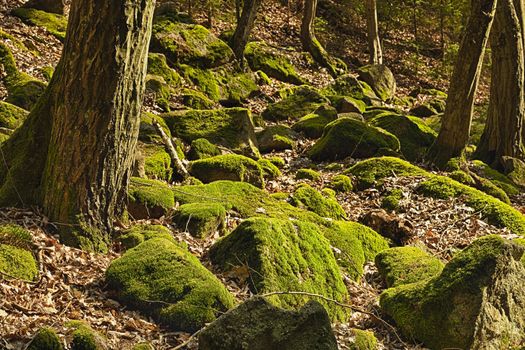 The primeval forest with mossed boulders