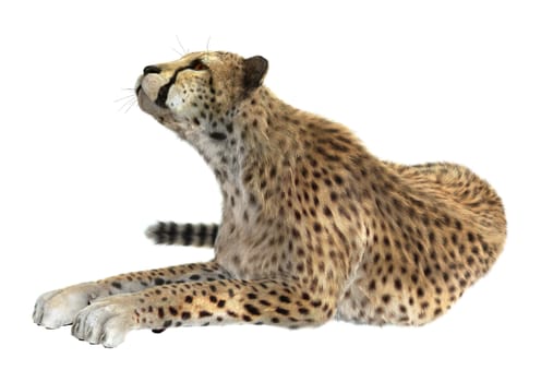 3D digital render of a big cat cheetah isolated on white background