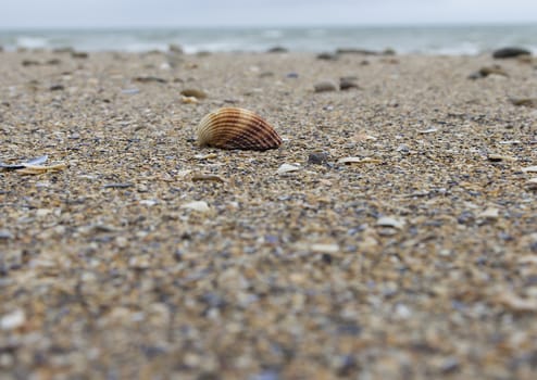 A seashell on the beach with the ocean in the background