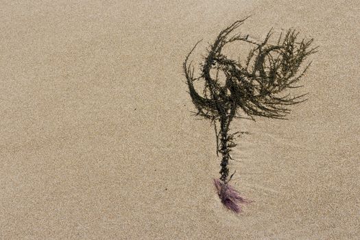 Seaweed in the sand when low tide