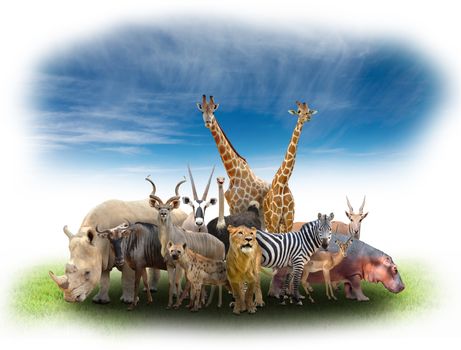 group of africa animals  with green grass and blue sky