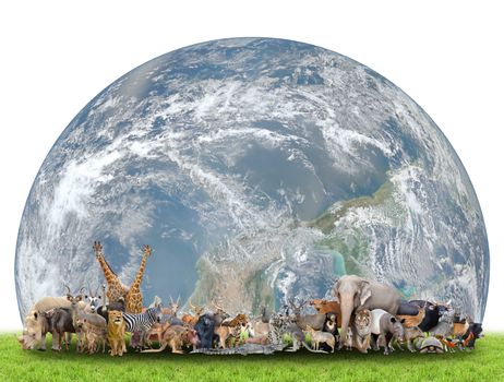 animal of the world with planet earth on white background,Element of this image are furnished by NASA