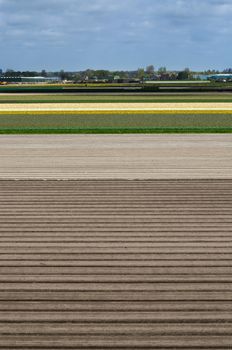 Dutch flowerbed after harvest in Lisse, Netherlands