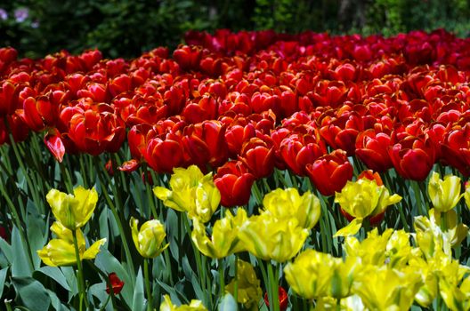 Colorful tulips in Keukenhof, Lisse, Netherlands