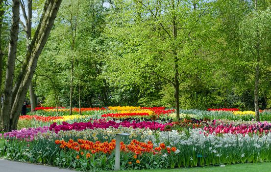 Colorful blooming tulips in Keukenhof garden in Netherlands