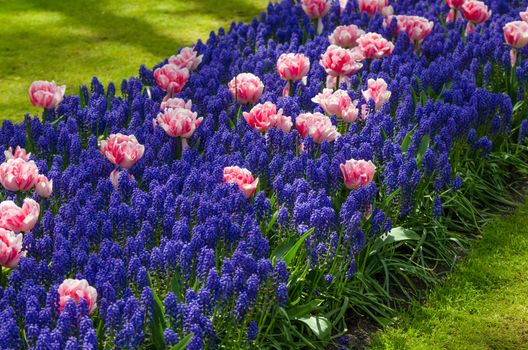 Spring flowers in Keukenhof garden, Netherlands