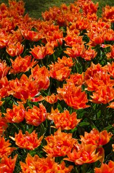Orange tulips in Keukenhof, Lisse, Netherlands