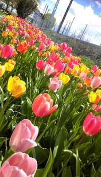 Norwegian tulips