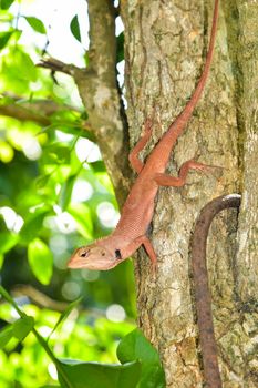 The red chameleon