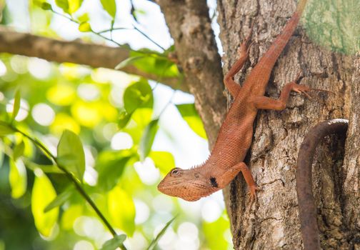 The red chameleon