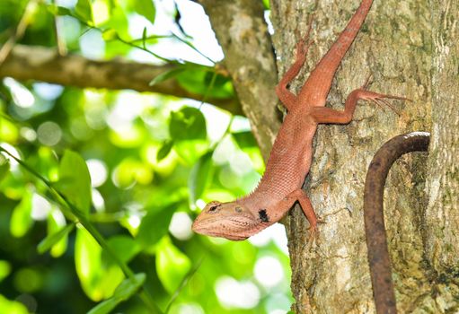 The red chameleon