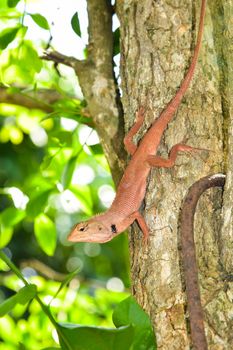 The red chameleon