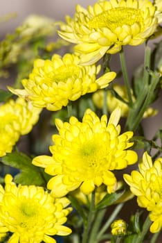 a beautiful background of large wild yellow flowers in full bloom