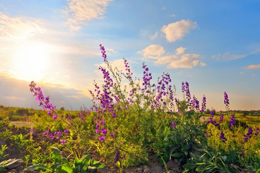 Sweet pea in the sunset field 