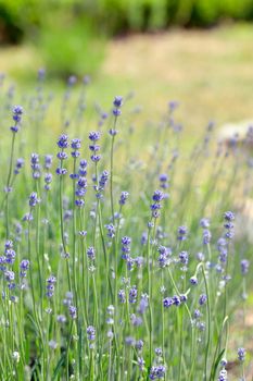 Lavender flowers in spring time