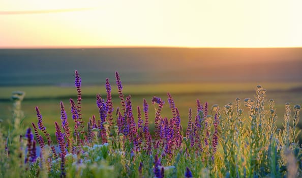violet flowers on field at sunset