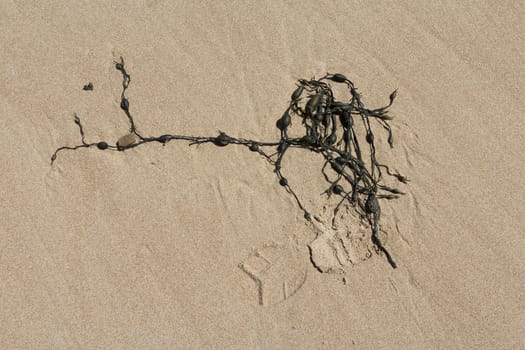 Algae in the sand with a shoe print on low tide