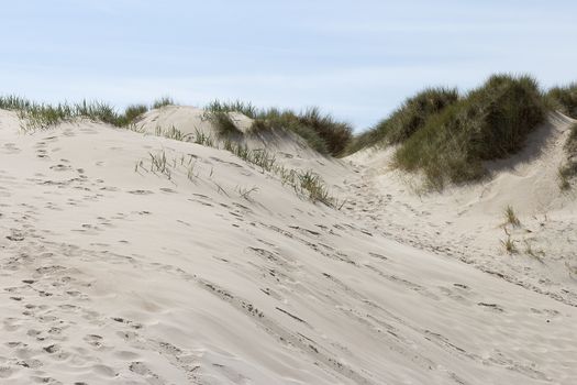 Sand and grass on a dune