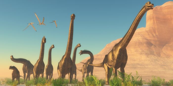 Three Pteranodon flying reptiles watch as a herd of Brachiosaurus dinosaurs travel near a canyon mountain.