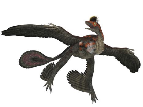 Microraptor was a flying dinosaur reptile and lived in China and Mongolia in the Cretaceous Periods.