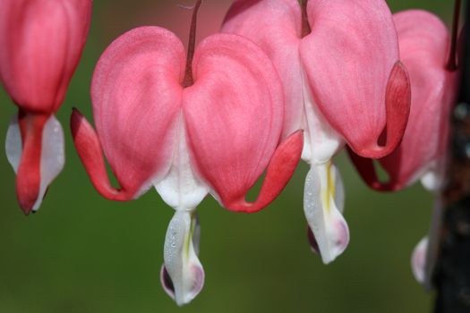 Bleeding Hearts Flower in early morning light