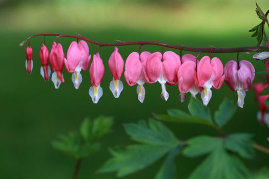 Bleeding Hearts Flower in early morning light