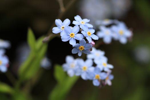 Forget-me-not Flower in early morning light