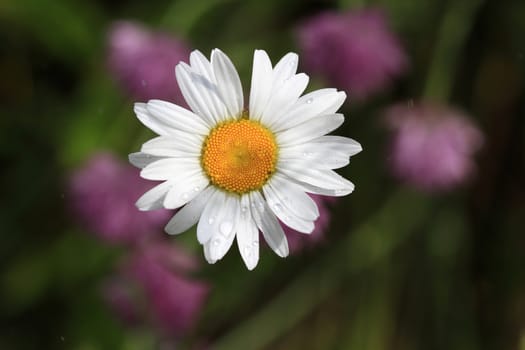 Ox-Eyed Daisy Flower in early morning light