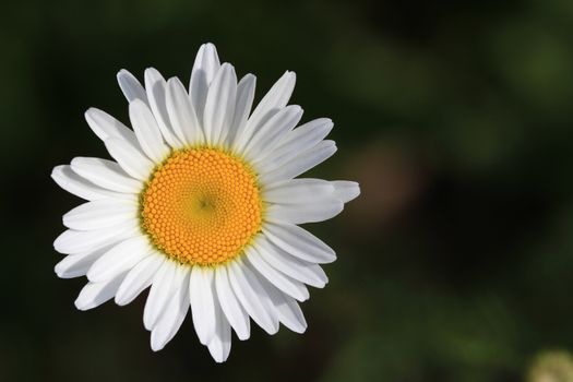 Ox-Eyed Daisy Flower in early morning light