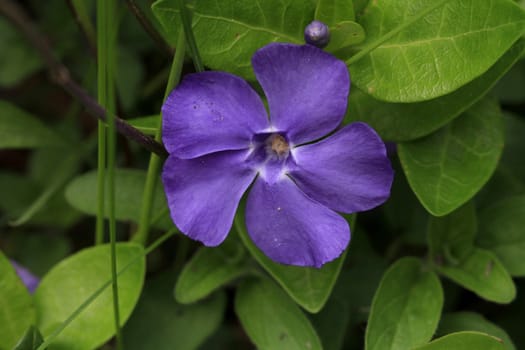 Periwinkle Flower in early spring morning light