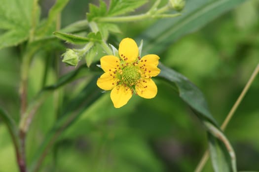 Yellow Avens Flower in early morning light