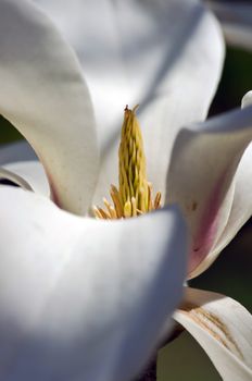 Beautiful Flowers of a Magnolia Tree