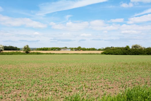 Farmland with young crops starting to grow in the spring, agricultural buildings beyond
