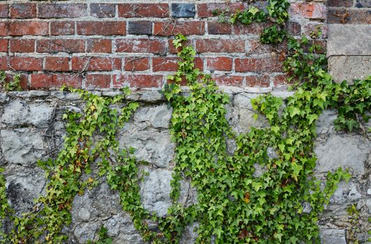 Green ivy climbing a weathered, dilapidated brick wall