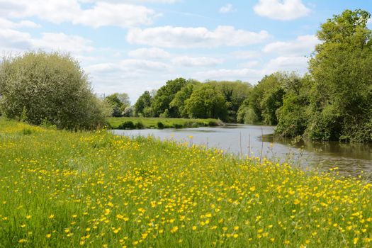 River Medway flows through farmland in Kent, England. The riverbank is lush with grass and buttercups.