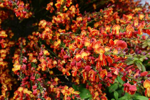 Dense spray of red broom flowers (cytisus scoparius) in selective focus
