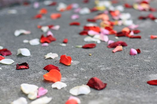 Rose petals